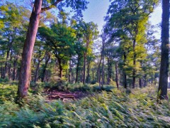 Dans la forêt d'Alogny,